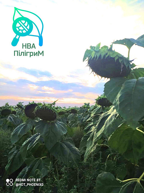 семена подсолнечника "Флокс" 50 гр гранстара. 7+ Заразиха+ видео обзоры клиентов Днепр - изображение 11