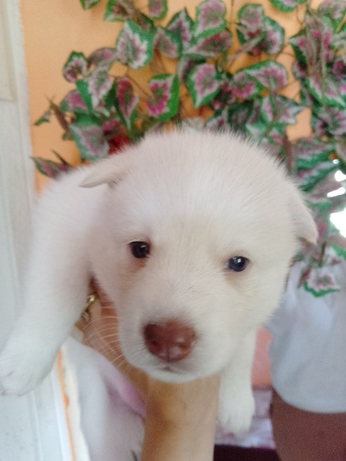 Цуценятка Помскі F1 Львов - изображение 6