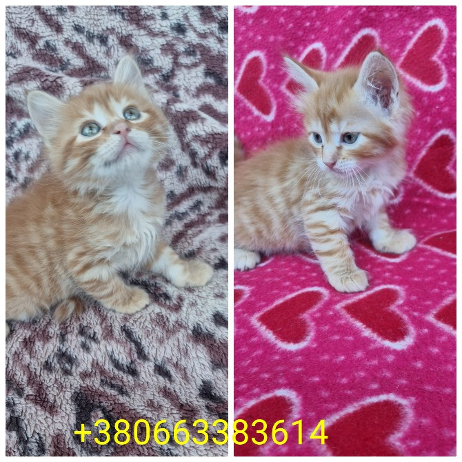 Отдам котят безплатно Днепр - изображение 5