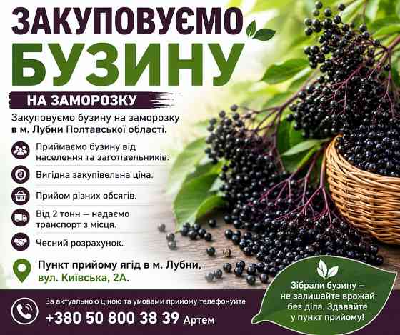 Закуповуємо бузину на заморозку Черкассы
