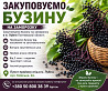 Закуповуємо бузину на заморозку Черкассы