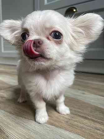 Прекрасна дівчинка чихуахуа, Львiв Львов