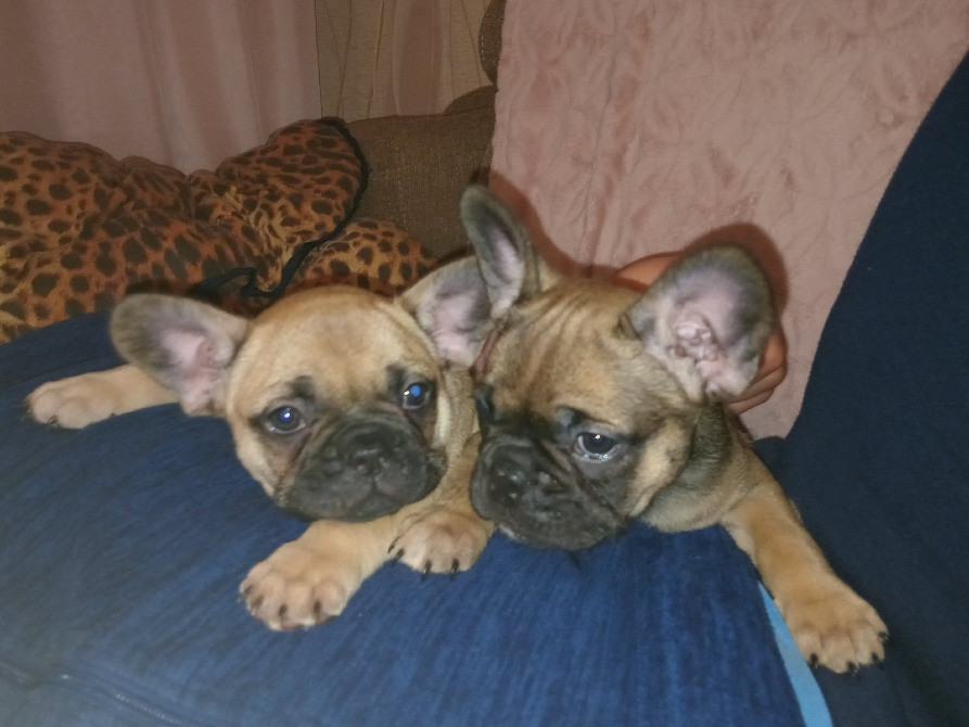 Продам цуценят породи Французький бульдог Харків - зображення 2