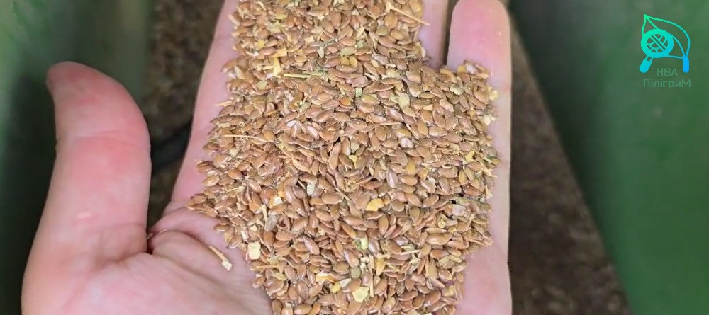 насіння льону олійного, ранній сорт "Надійний". 1р Запорожье - изображение 2