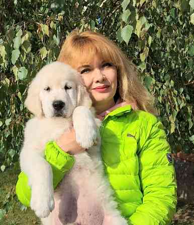 Золотистого ретрівера цуценята Київ