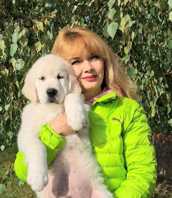 Золотистого ретрівера цуценята Київ - зображення 2