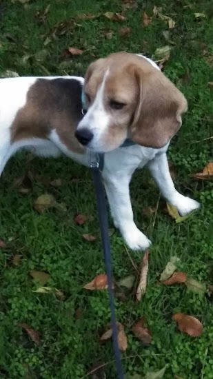 Терміново продам собаку породи Бігль (дівчинка) 4 роки. Кривой Рог - изображение 2