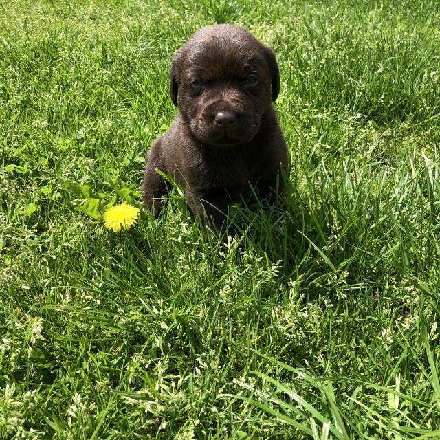 Цуценята лабрадора, зареєстровані Kc Київ - зображення 1