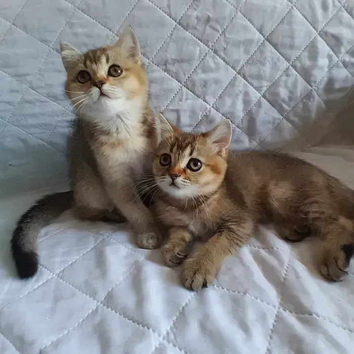 Вінниця.Продаються чарівні кошенята скоттиш-страйт від породистих батьків Вінниця - зображення 5