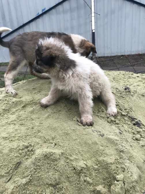 Цуценя Мукачево - изображение 7