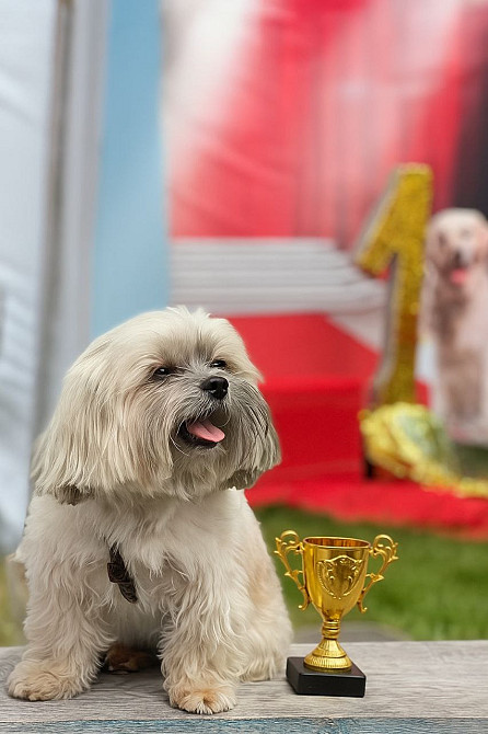 Український кольоровий той.З документами. Киев - изображение 2