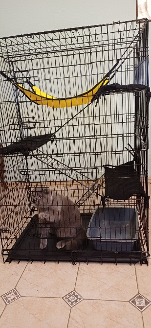 Отель для котов- перетримка котів у Києві зооготель зоогостиница Киев - изображение 11