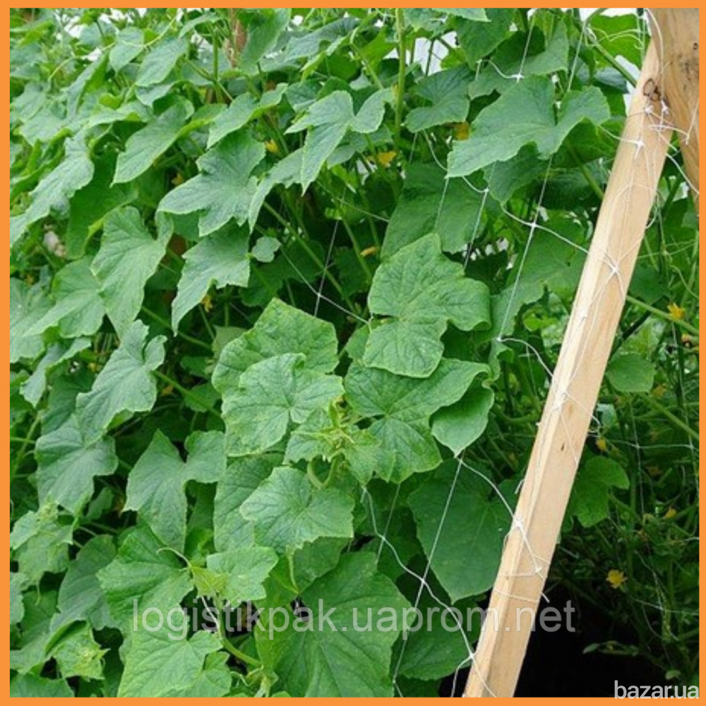 Сетка шпалерная 14*14 1.7*500 метров (белая) Харків - зображення 3