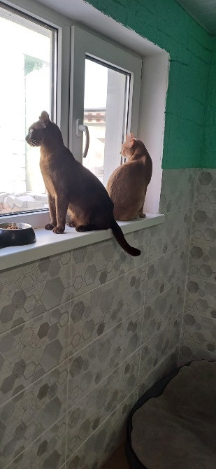 Отель для котов- перетримка котів у Києві зооготель зоогостиница Киев - изображение 8