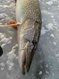 Куплю судак, щуку по всій Україні. Гурт. Черкаси