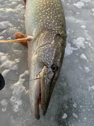 Куплю судак, щуку по всій Україні. Гурт. Черкаси - зображення 1