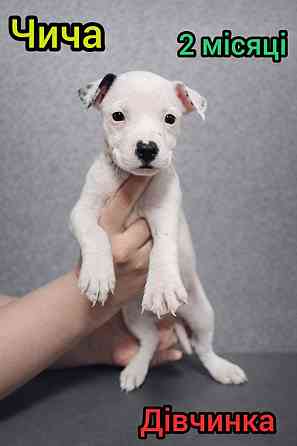 Продаж Цуценят Стафаршидського Терєра White Акційна Ціна !!! Київ