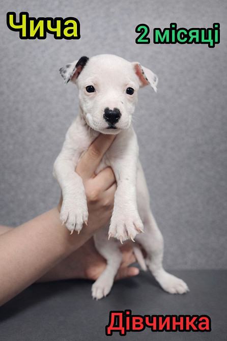 Продаж Цуценят Стафаршидського Терєра White Акційна Ціна !!! Київ - зображення 3