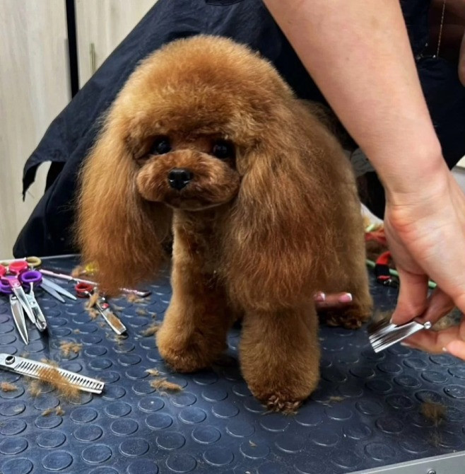 Пудель мини щенок Киев - изображение 2