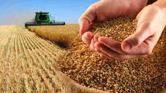 Купуємо некондиційне зерно, зерновідходи. Оплата на ваговій Харків