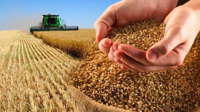 Купуємо некондиційне зерно, зерновідходи. Оплата на ваговій Харків - зображення 1