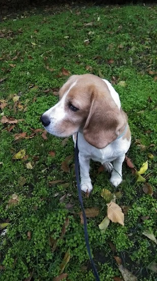 Терміново продам собаку породи Бігль (дівчинка) 4 роки. Кривой Рог - изображение 3