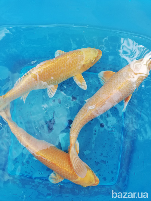 рибки для ставка,короп коі Україна,корм для коі,німфеї,водні рослини,японський короп коі ціна,ставок Київ - зображення 8