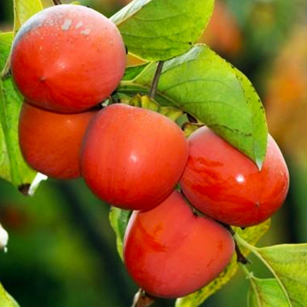 Продам саджанці хурми Сквира - изображение 3