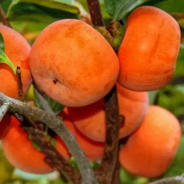 Продам саджанці хурми Сквира - изображение 2