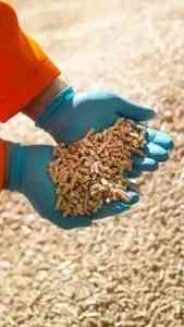 Гранула та пелета з дерева Київ