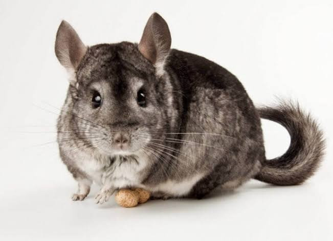 Продам Дніпро - зображення 2