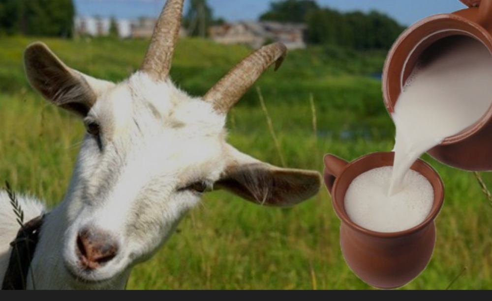 Молоко козине Кривой Рог - изображение 1