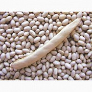 Куплю квасоля білих сортів в будь-яких обсягах Дніпро