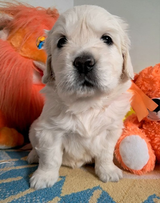 Щенки золотистого ретривера Київ - зображення 3