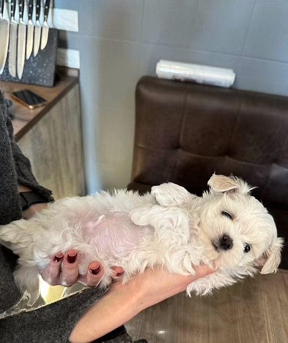 Цуценята Мальтійської болонки Фастів - зображення 5