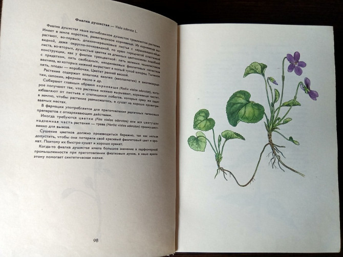 Книга: Лекарственные растения. Львів - зображення 11