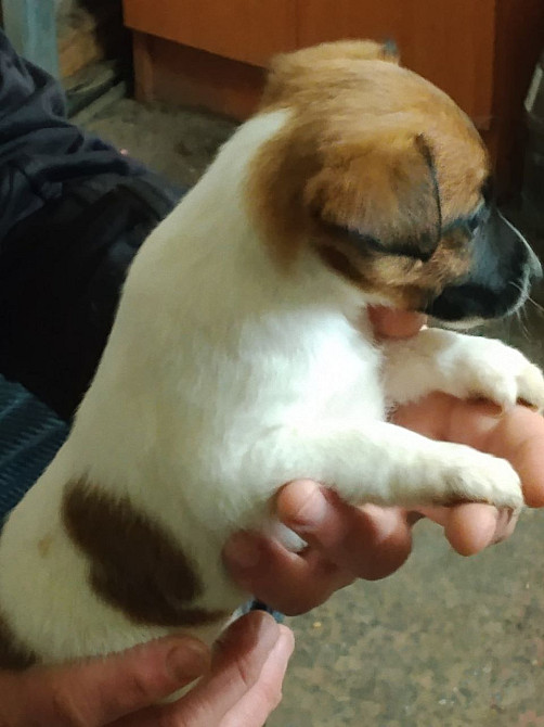 Цуценята гладкошерстого фокстер’єра Белая Церковь - изображение 8