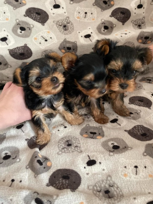 Міні йорки Коростишів - зображення 6