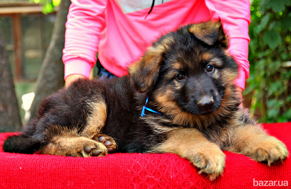 Німецька вівчарки. Розплідник. Кобелі та суки. Київ - зображення 3