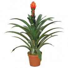 Фрезия, коричневый горшок Киев