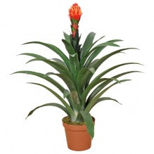 Фрезия, коричневый горшок Киев - изображение 1