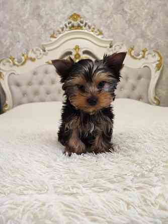 Йоркширський терьер дівчинка 2 місяця стандарт Одеса