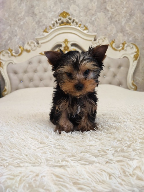 Йоркширський терьер дівчинка 2 місяця стандарт Одеса - зображення 3