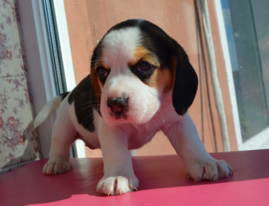 Біглі від батьків чемпіонів. Документи київського клубу, чіповані. Київ - зображення 6