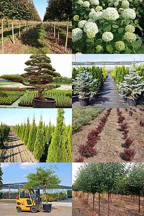 Продаж розсадника декоративних рослин Київ