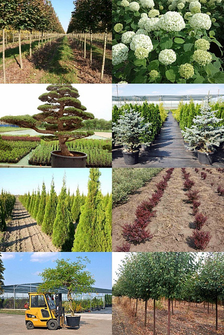 Продаж розсадника декоративних рослин Київ - зображення 4