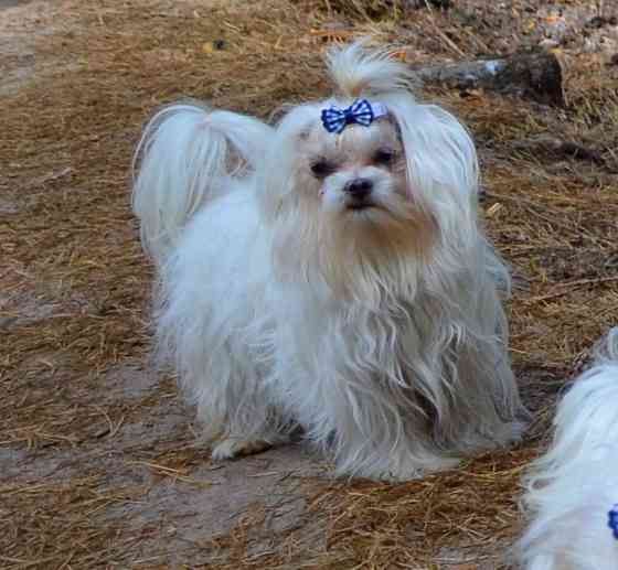 В зв’язку з від’їздом за кордон терміново продається мальтезе клуб КСУ FCI Київ