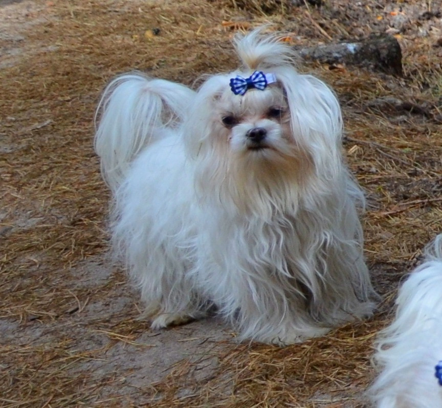 В зв’язку з від’їздом за кордон терміново продається мальтезе клуб КСУ FCI Киев - изображение 4