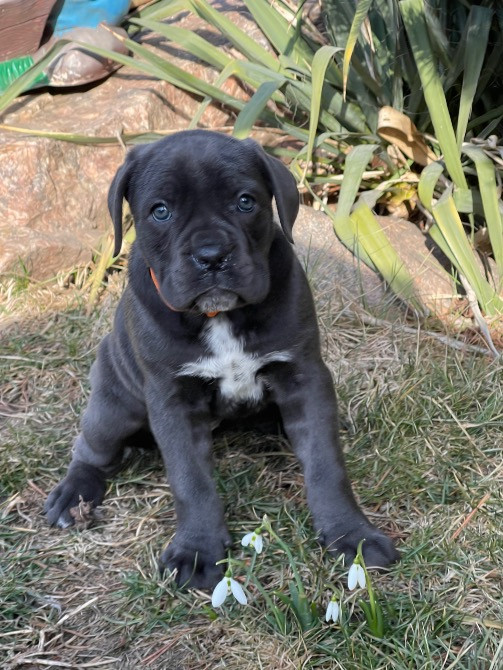 Продажа цуценят Запорожье - изображение 1