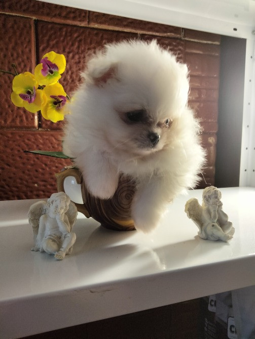 Шпиц померанский Кам'янець-Подільський - зображення 6